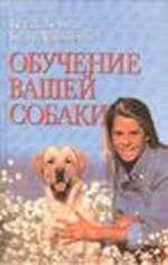 Кейти Берман Обучение вашей собаки обложка книги