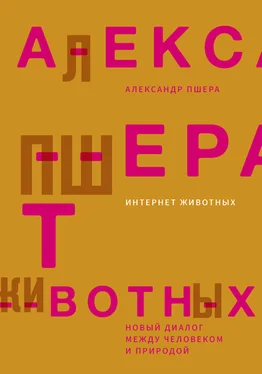 Александр Пшера Интернет животных. Новый диалог между человеком и природой обложка книги