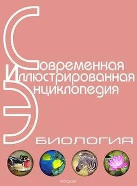 Александр Горкин Энциклопедия «Биология» (без иллюстраций) обложка книги