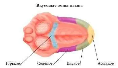 ЯИЧНИКИ женские половые железы в которых формируются яйцеклетки и - фото 35