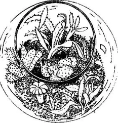 Л. Гольцева - Садик в колбе