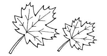 Листья одинаковые по форме По размеру листья Сделай эти листья разными - фото 8