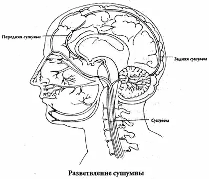 Согласно тантрическому трактату Шивасамхита существует 14 основных нади - фото 6