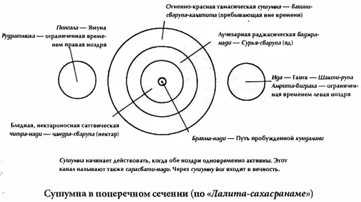 Миновав узел в аджнячакре ида и питала заканчиваются в левой и правой ноздрях - фото 8