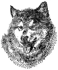 Поль-Эмиль Виктор - Ездовые собаки-друзья по риску