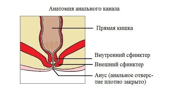 Рис 1 Они растягиваются во время дефекации и выпуска кишечных газов позволяя - фото 1