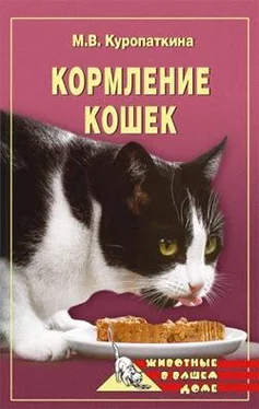 Марина Куропаткина Кормление кошек обложка книги