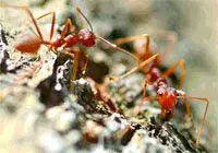 Эксперименты этолога Жанны Резниковой и математика Бориса Рябко по языку - фото 18