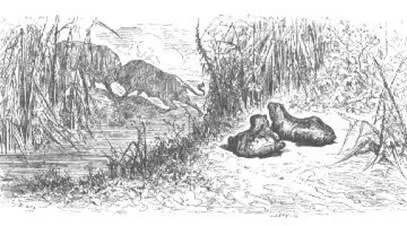 La Chauvesouris et les deux Belettes Une chauvesouris donna tête baissée - фото 30