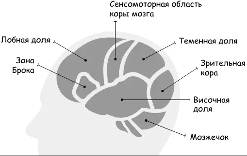 Не вините во всем только гены В детстве я дружил с однояйцевыми близнецами - фото 5