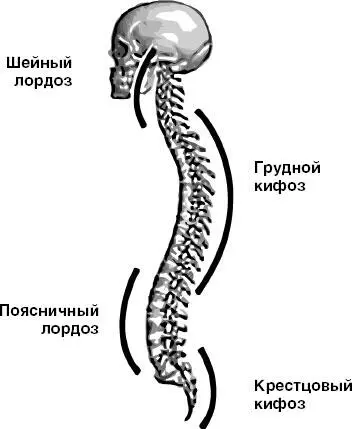 Рис 3 Четыре изгиба позвоночника Рис 4 Восемь изгибов тела и - фото 4
