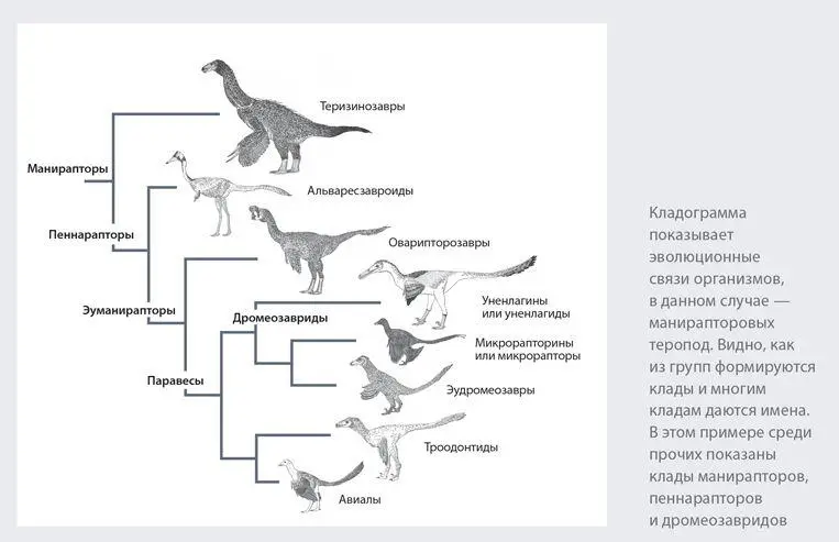 У нас также есть прямые доказательства того как именно динозавры ходили и - фото 7