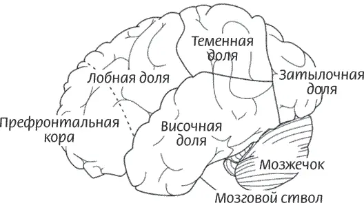Рисунок 3 Доли больших полушарий вид слева и сверху Вместе разные области - фото 3
