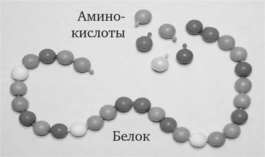 Каждая такая бусинка это молекула одной из двадцати используемых в клетках - фото 2