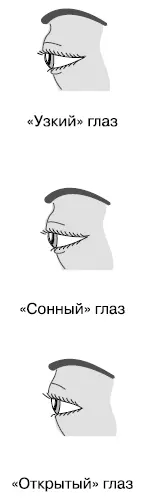 Тип глазаСонный заключен как бы в опухших веках невыразителен зрачок - фото 23