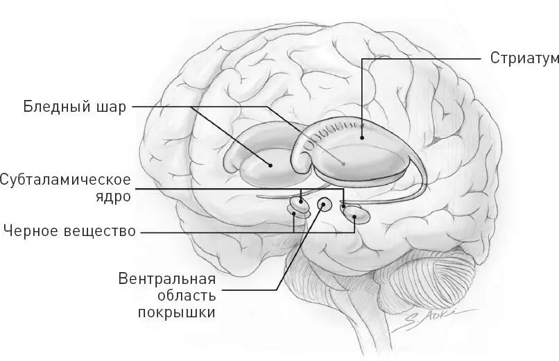 Рис 9 Базальные ганглии и их части Стриатум состоит из двух компонентов - фото 13