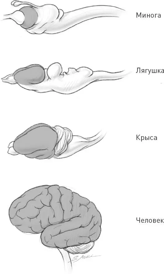 Рис 10 Мозг миноги лягушки крысы и человека Темным выделены участки коры - фото 14