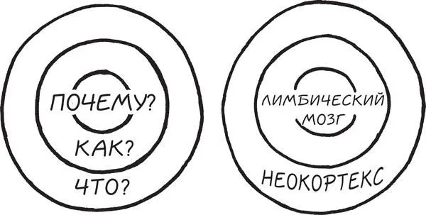 Внешняя часть Золотого круга ЧТО соответствует внешней части мозга - фото 5