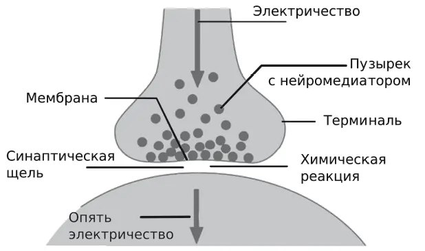 Рис 26 Упрощенная схема нейромедиации Между терминалью и принимающим - фото 7