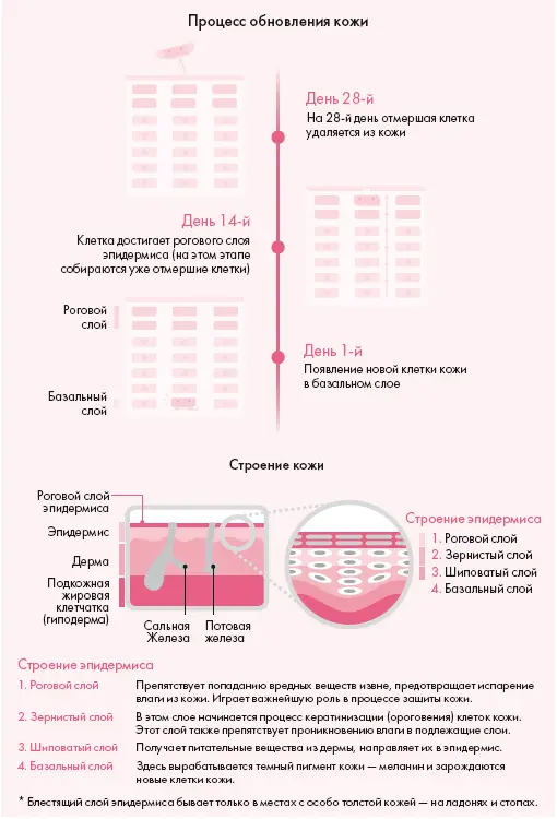 Ключ к здоровью кожи уход за роговым и базальным слоями эпидермиса Подбирая - фото 1