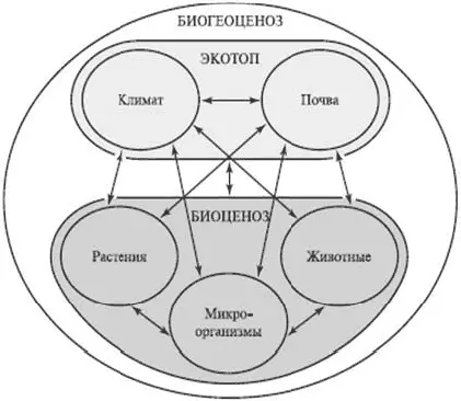 Рис 2 Схема экосистемы Явления происходящие в биосфере взаимоотношения - фото 4