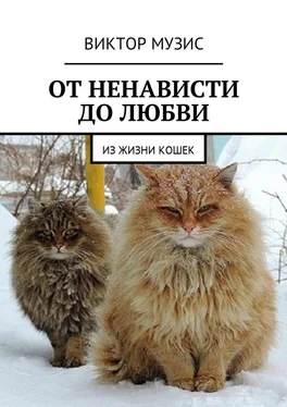 Виктор Музис От ненависти до любви. Из жизни кошек обложка книги