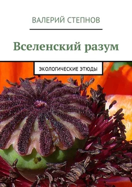 Валерий Степнов Вселенский разум. Экологические этюды обложка книги