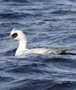 Луток в брачном оперении Фото Е Чернецовой Самка лутка Фото Е Чернецовой - фото 92