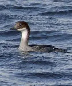 Самка лутка Фото Е Чернецовой Луток в полете Фото Е Чернецовой - фото 93