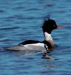 Длинноносый крохаль на воде Фото С Коузова Хорошо ныряет Голос хриплое - фото 95