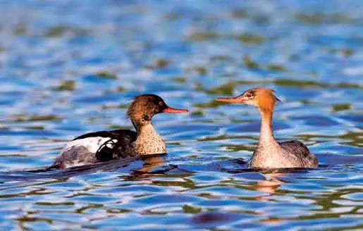 Длинноносый крохаль самец и самка Фото К Шатенева В кладке обычно 812 - фото 97