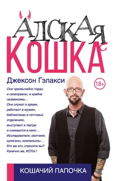 Джексон Гэлакси Адская кошка обложка книги