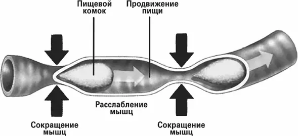 Перистальтика Сокращаясь позади пищевого комка мышцы продвигают - фото 5