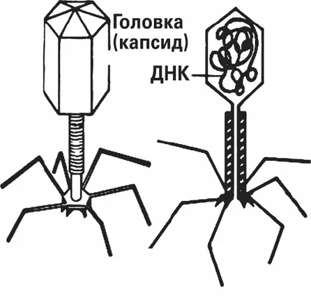 Вирус Фитонциды на вирусы не действуют и чеснок не может являться ни - фото 8