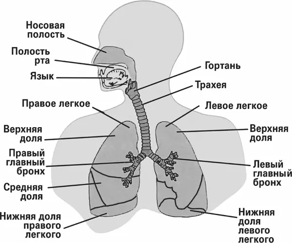Дыхательная система Если есть лежа на боку то будут те же проблемы с - фото 10