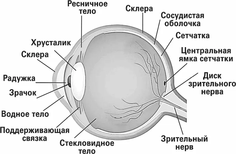 Строение глаза Под склерой находится богатая кровеносными сосудами сосудистая - фото 11