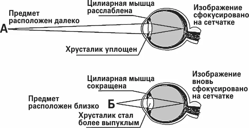 Хрусталик Изменение кривизны хрусталика при различном положении - фото 12
