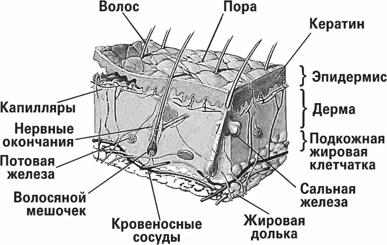 Строение кожи С теми же показаниями что и банки принято использовать - фото 17