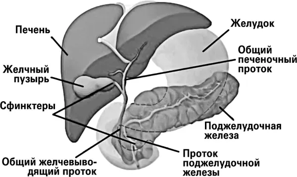 Желчный пузырь Желчные камни могут находиться как в самом желчном пузыре так - фото 18