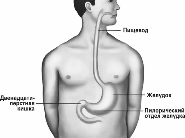 Пищевод и желудок Посмотрите на рисунок За грудиной у нас находится пищевод - фото 23