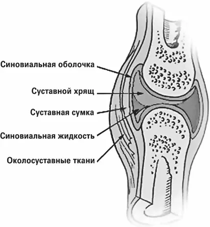 Сустав Сустав образован хрящевой и волокнистой соединительной тканями Эти - фото 30