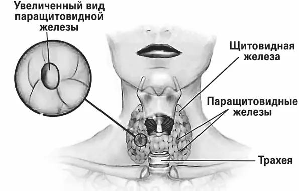 Щитовидная железа Паращитовидные железы вырабатывают паратиреоидный гормон - фото 31