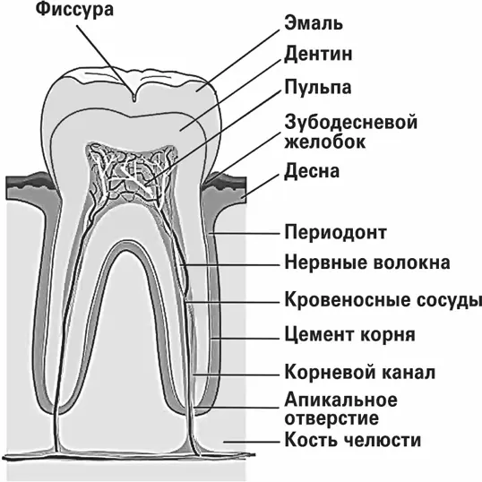 Строение зуба Зубная эмаль прочна но тем не менее кариесу она по зубам - фото 32