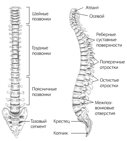 Вот как понастоящему выглядит ваш позвоночник Мышечный корсет это не просто - фото 2