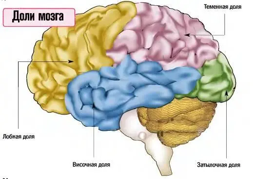 Выделяют 4 доли мозга 1 Лобная движения временная память и тд 2 - фото 15