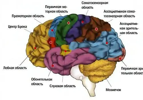 4 доли разбиваются на центры каждый из которых выполняет свою особую роль - фото 16