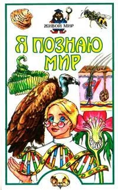 Алексей Целлариус Я познаю мир. Живой мир обложка книги