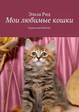 Эльза Рид Мои любимые кошки. Курильский бобтейл обложка книги