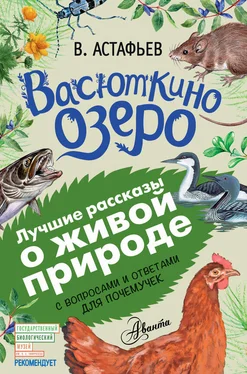 Виктор Астафьев Васюткино озеро. Рассказы с вопросами и ответами для почемучек обложка книги