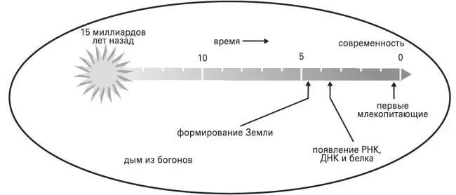 А человекто тоже млекопитающее и того позже появился всего два с - фото 1
